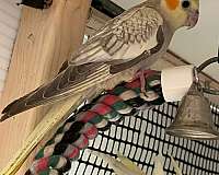 pearl-yellow-bird-for-sale-in-chester-nh