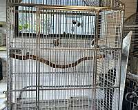 blue-bird-for-sale-in-plantation-fl