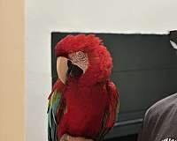 green-wing-macaw-for-sale-in-plantation-fl