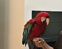 green-wing-macaw-for-sale