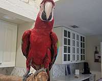 blue-green-wing-macaw-for-sale