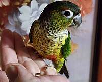 pet-tame-bird-for-sale-in-cookeville-tn