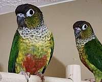 green-cheek-conure-for-sale-in-cookeville-tn