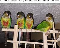 conure-for-sale-in-cookeville-tn