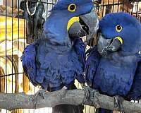 hyacinth-macaw-for-sale-in-vista-ca