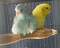 parrotlet-for-sale-in-clarks-summit-pa