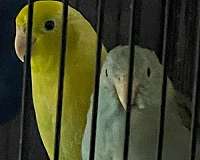 blue-yellow-bird-for-sale-in-clarks-summit-pa