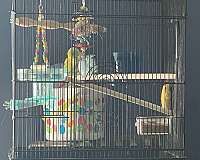 bird-for-sale-in-clarks-summit-pa