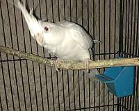 cockatiel-for-sale-in-schenectady-ny