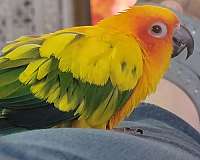 yellow-bird-for-sale-in-navasota-tx
