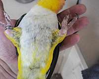 peach-bird-for-sale-in-ward-ar