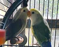 pet-singing-lovebird-for-sale