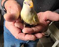 lovebird-for-sale