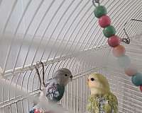 blue-lovebird-for-sale