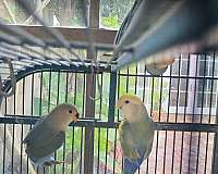 pet-singing-lovebird-for-sale