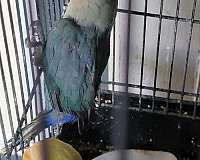 pet-singing-baby-young-bird