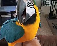 tame-bird-for-sale-in-terrell-tx