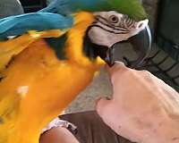 macaw-for-sale-in-terrell-tx