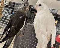 albino-bird-for-sale-in-north-port-fl