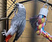 exotic-wild-african-grey-parrot-for-sale