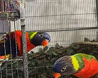 gold-lory-for-sale