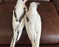 cockatiel-for-sale