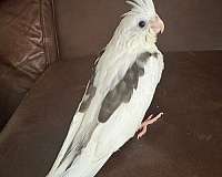 albino-cockatiel-for-sale