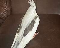 grey-cockatiel-for-sale