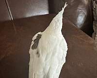 pied-cockatiel-for-sale