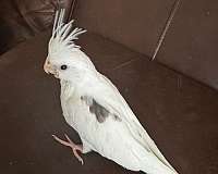 white-cockatiel-for-sale