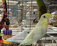 mixed-bird-for-sale-in-north-port-fl