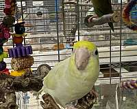 green-parrotlet-for-sale
