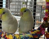 pastel-parrotlet-for-sale