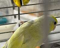 yellow-parrotlet-for-sale