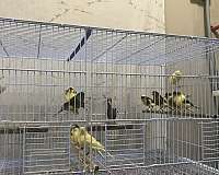 bird-parrot-for-sale-in-oxford-ga