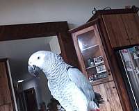 african-grey-parrot-for-sale-in-millerstown-pa