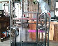 bird-for-sale-in-millerstown-pa
