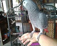 parrot-for-sale-in-millerstown-pa