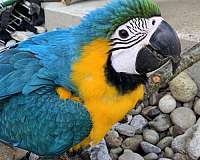 blue-gold-macaw-for-sale-in-covington-ky