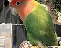 lovebird-for-sale-in-northport-ny