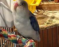 lovebird-for-sale