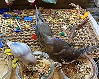 grey-pearl-tame-bird-for-sale