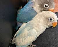 blue-lovebird-for-sale