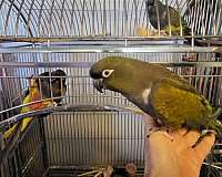 cute-patagonian-conure-for-sale