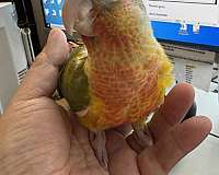 conure-for-sale-in-north-hollywood-ca