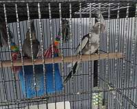 grey-white-aggressive-bird-for-sale
