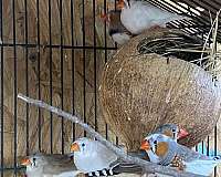 adult-bird-for-sale-in-burleson-tx