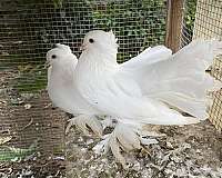pigeon-for-sale-in-burleson-tx