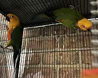 jenday-conure-for-sale-in-brooklyn-ny
