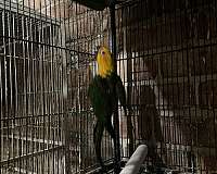 jenday-conure-for-sale